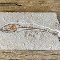 Prionolepis fossil