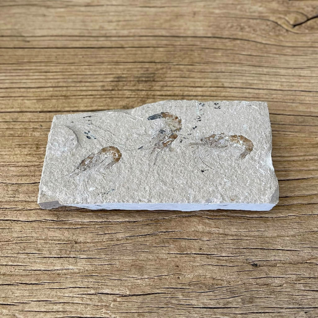 Shrimp group fossil
