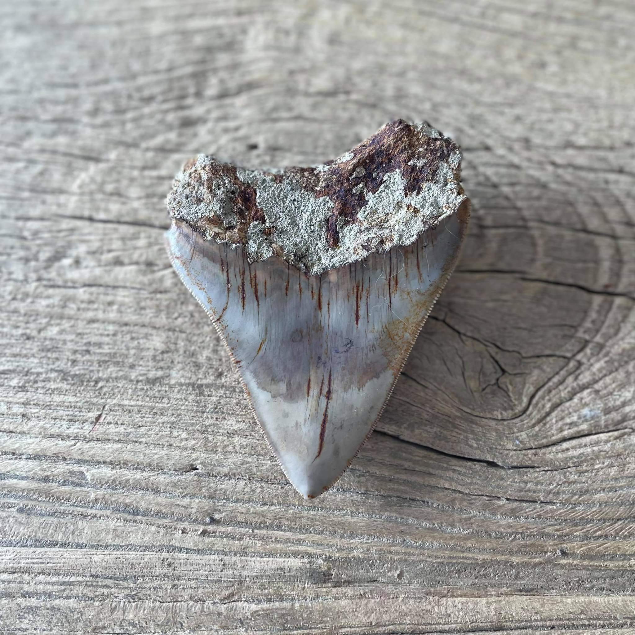 Megalodon tooth fossil