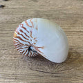 Nautilus shell