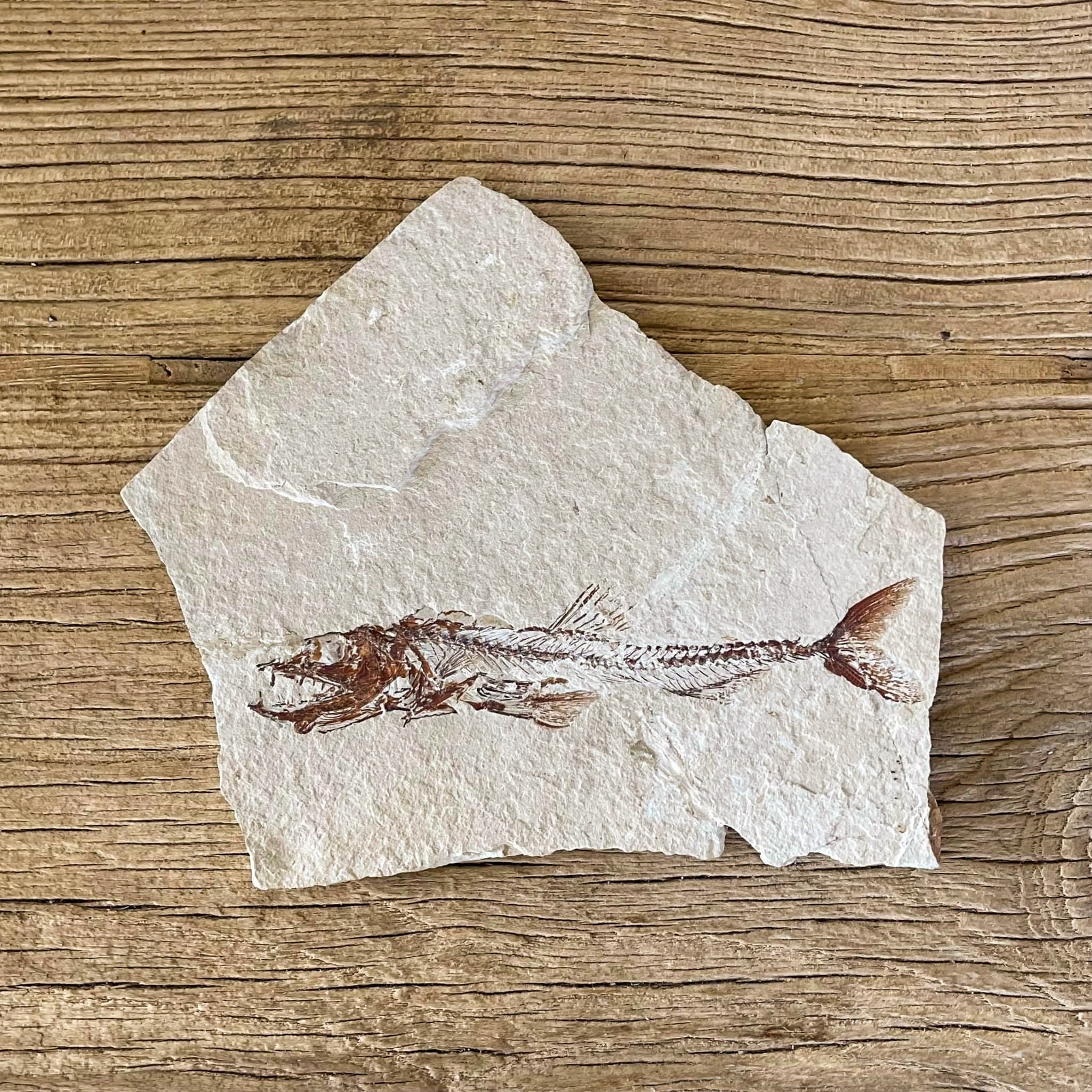 Eurypholis fossil