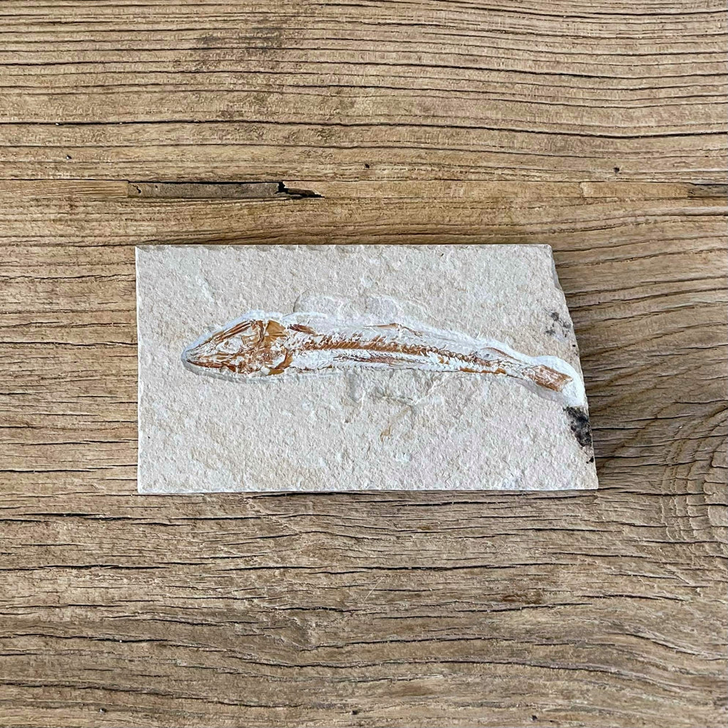 Prionolepis fossil