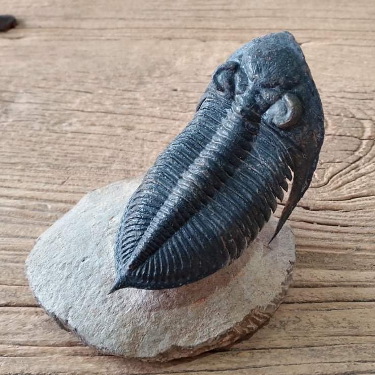 Odontochile Trilobite fossil