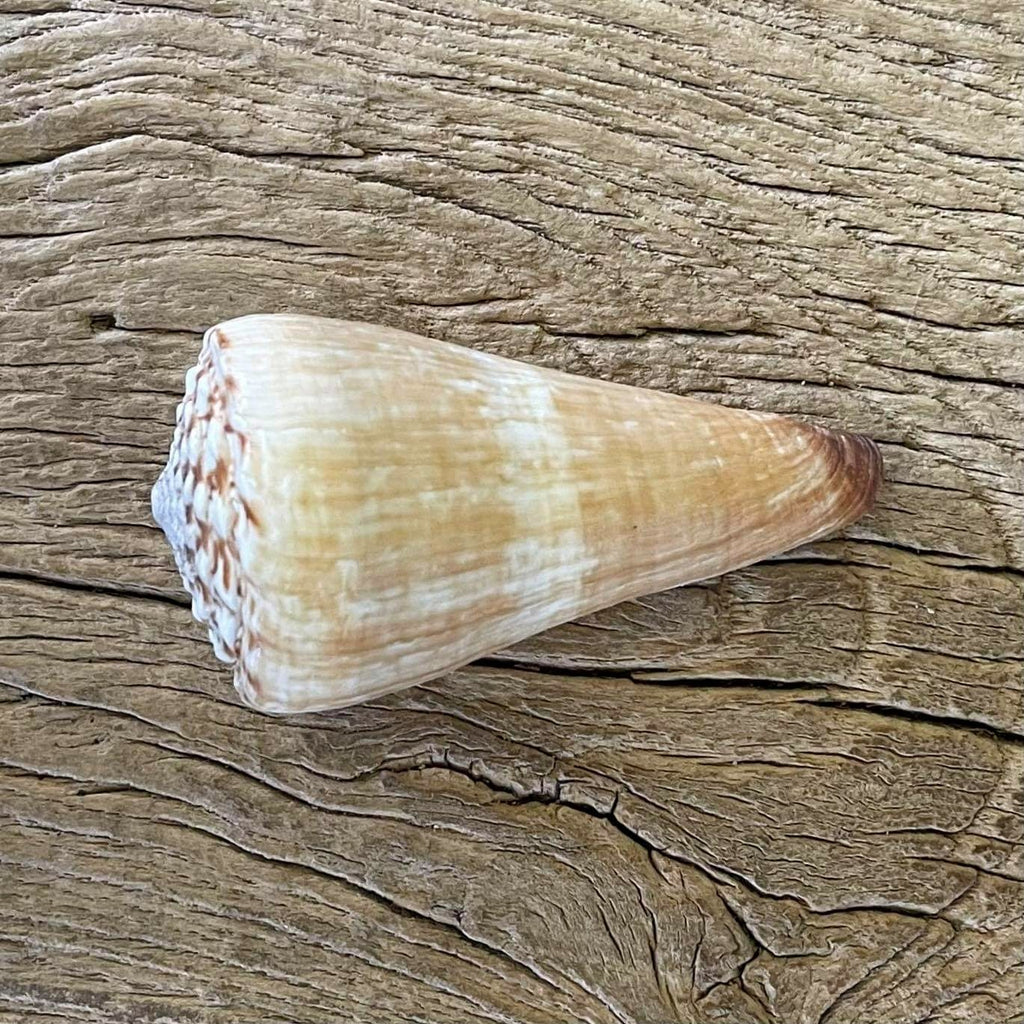 Conus distans
