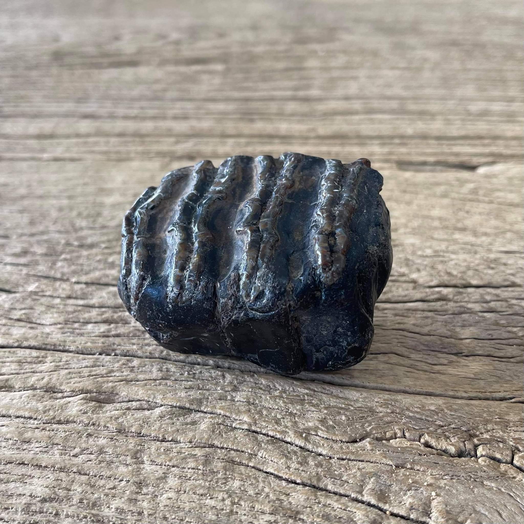 Stegodon tooth fossil