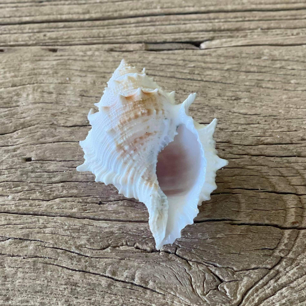 Bufonaria rana shell