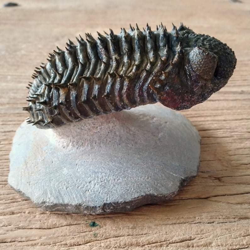 Drotops armatus trilobite fossil