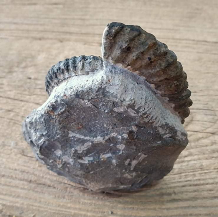 Anetoceras ammonite fossil