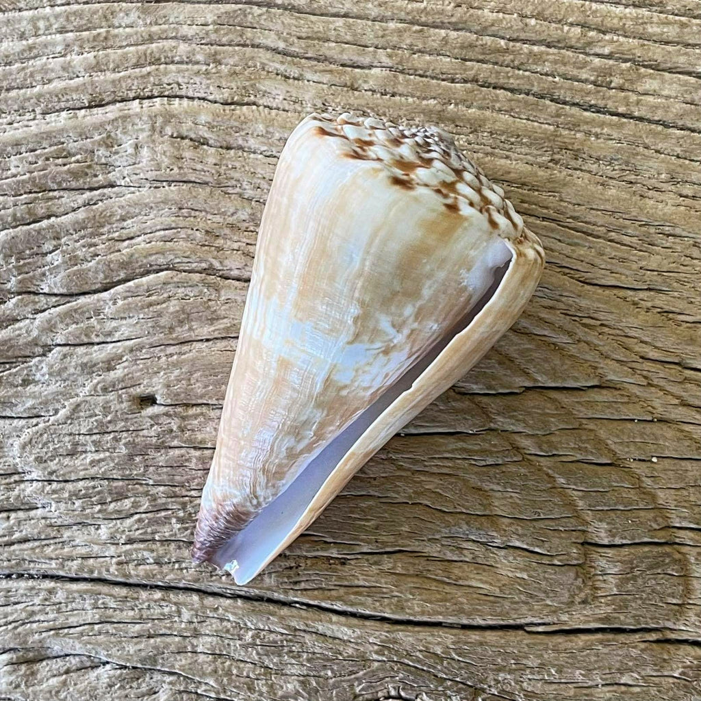 Conus distans