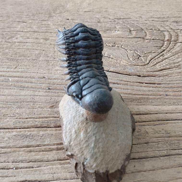 Crotalocephalus trilobite fossil