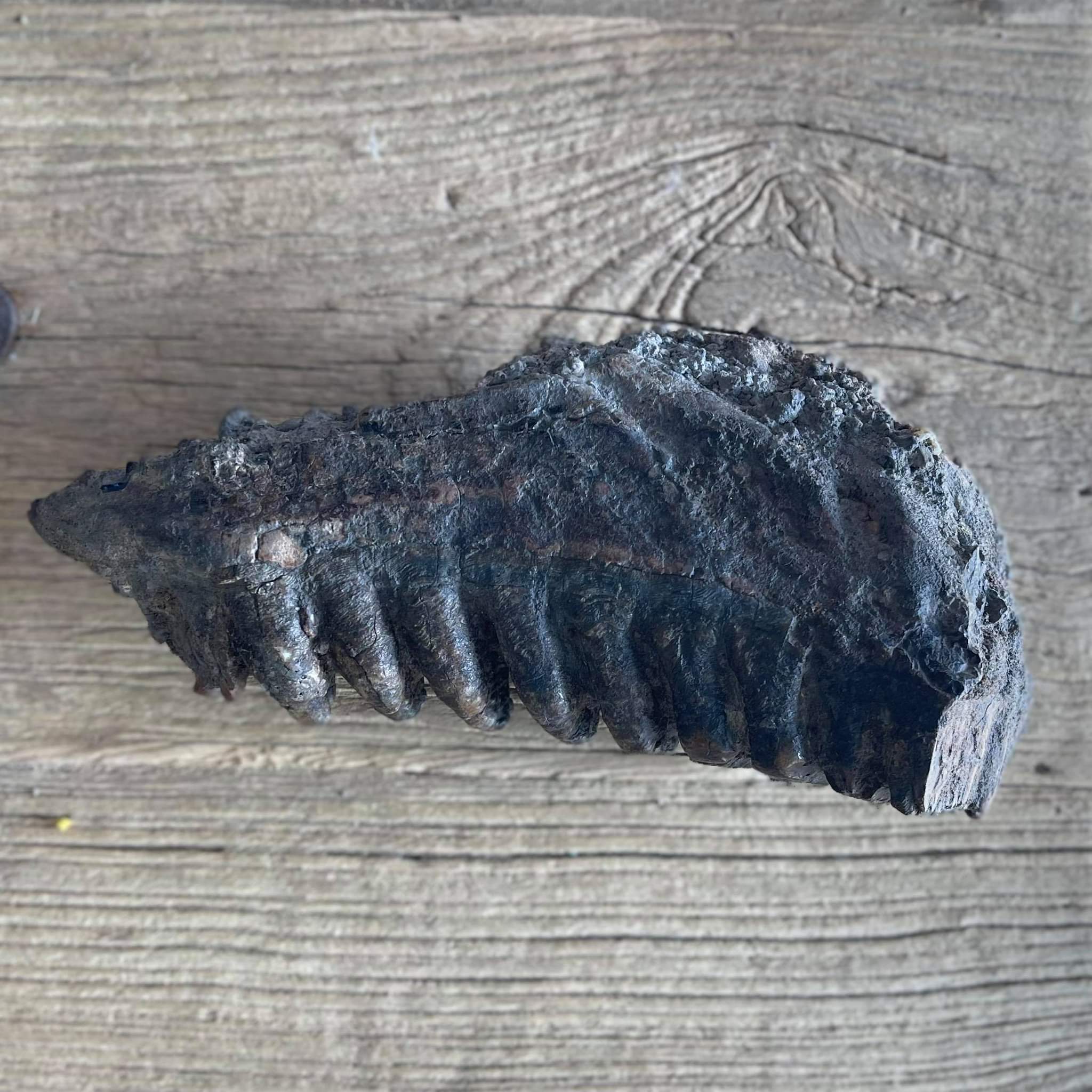 Stegodon tooth fossil