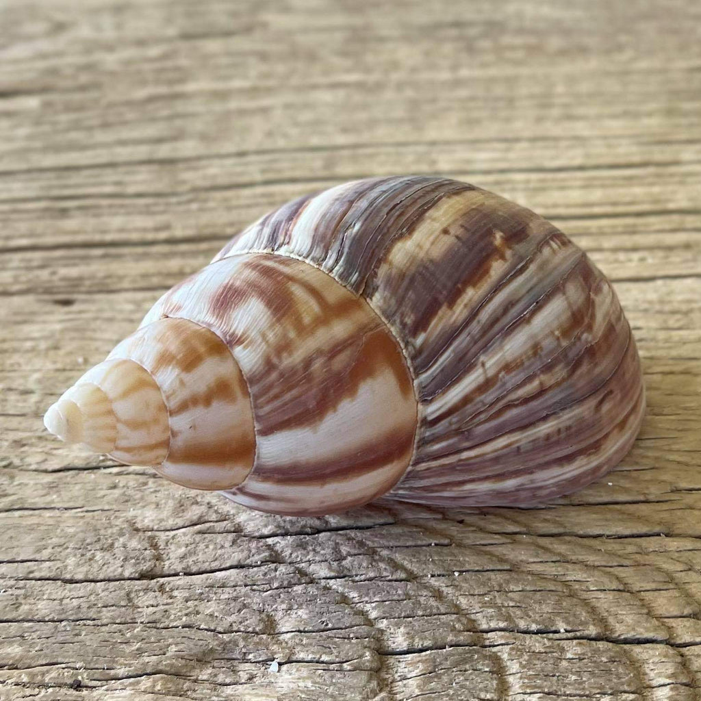 Achatina fulica shell