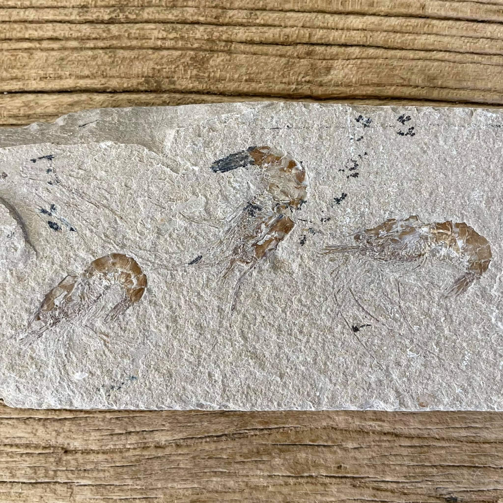 Shrimp group fossil