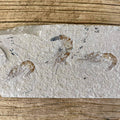 Shrimp group fossil