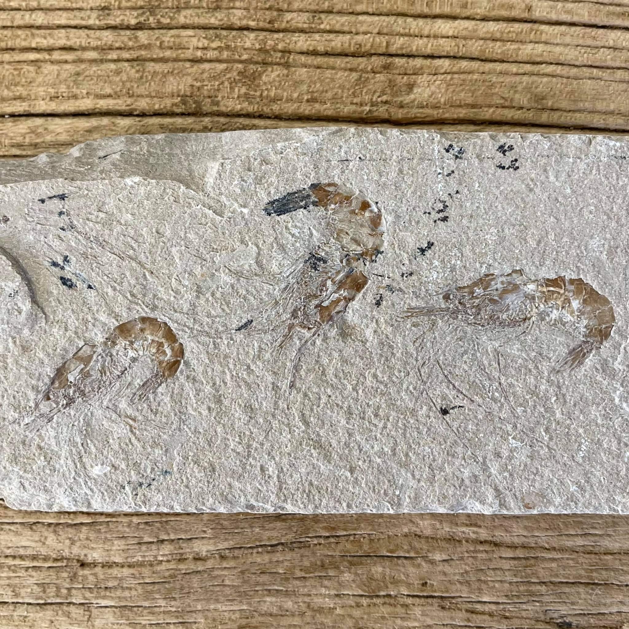Shrimp group fossil