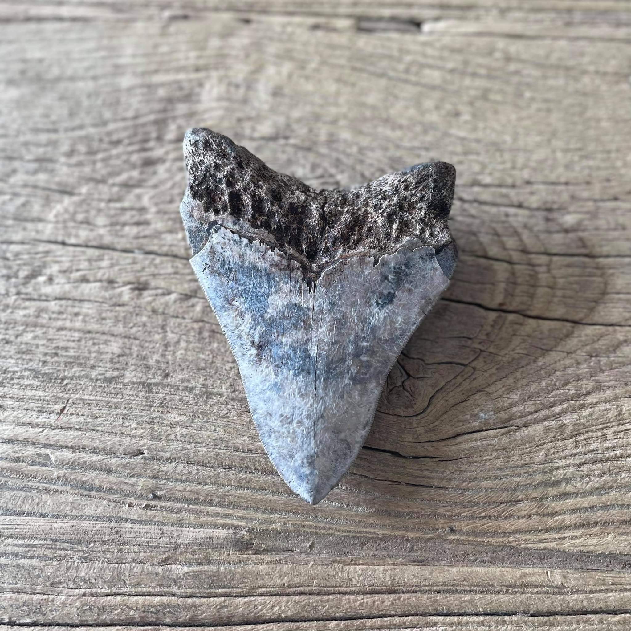 Megalodon tooth fossil
