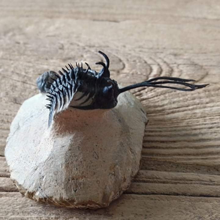 Walliserops trifurcatus Trilobite fossil