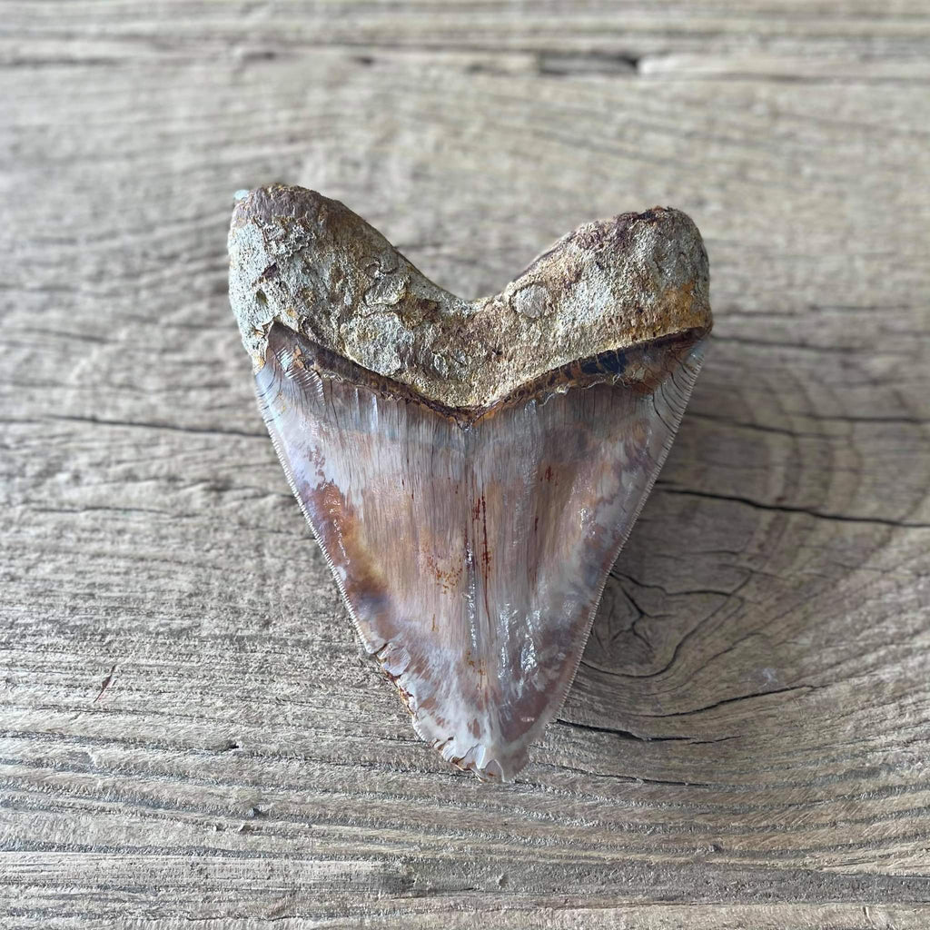 Megalodon tooth fossil
