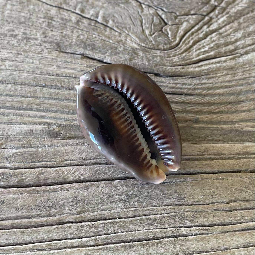 Mauritius cowrie shell