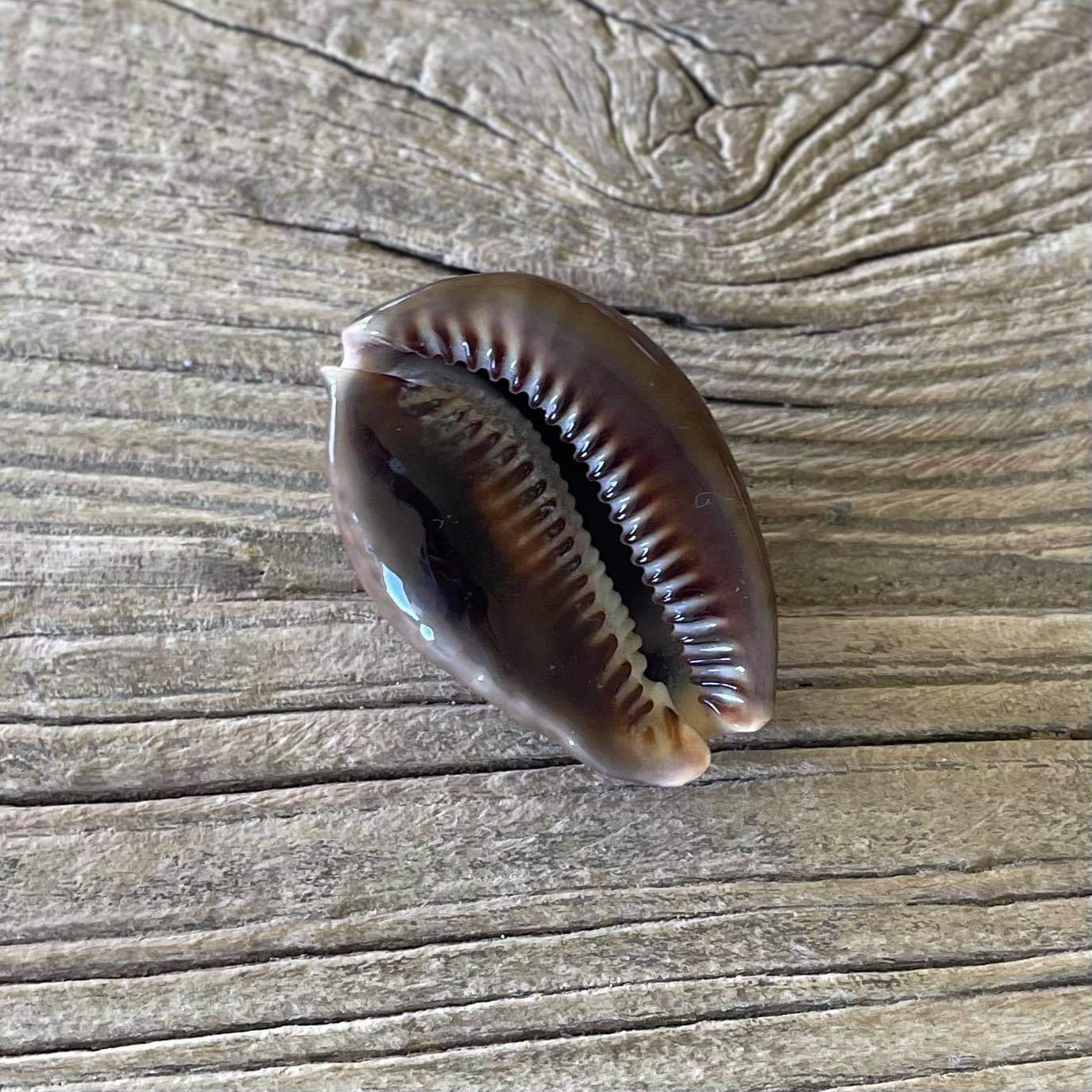Mauritius cowrie shell
