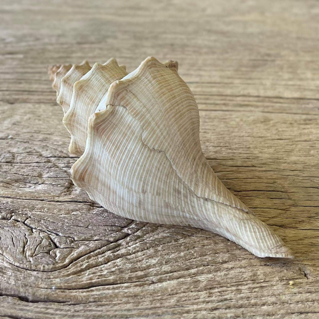 Penion cuvierianus shell