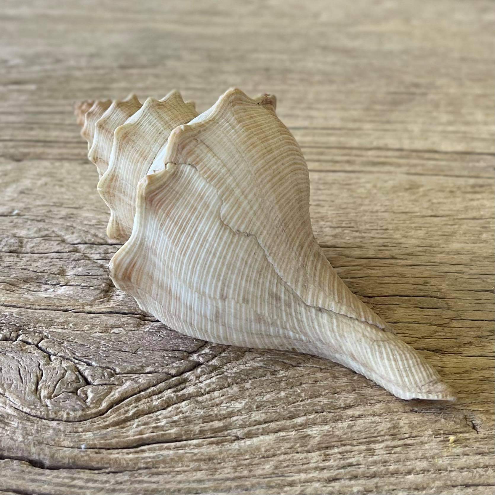 Penion cuvierianus shell