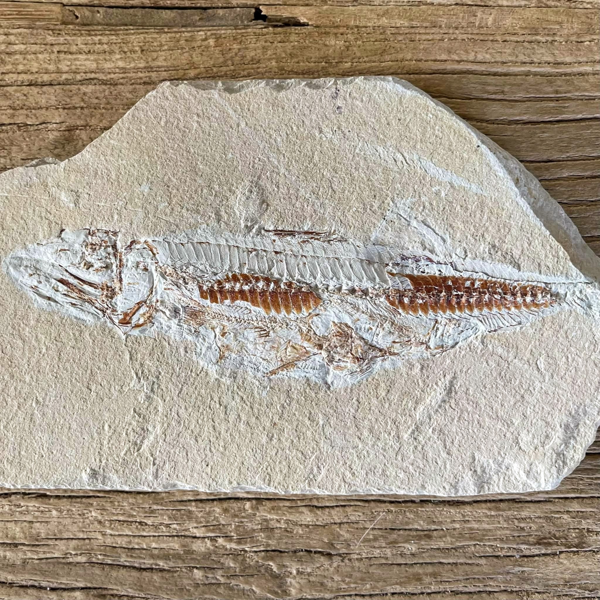 Prionolepis fossil