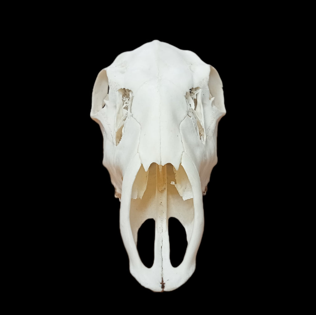 Red Deer Doe skull - Lost archives store - product_name_for_sale - product_name_for_sale_australia - category_name