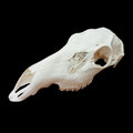 Red Deer Doe skull - Lost archives store - product_name_for_sale - product_name_for_sale_australia - category_name