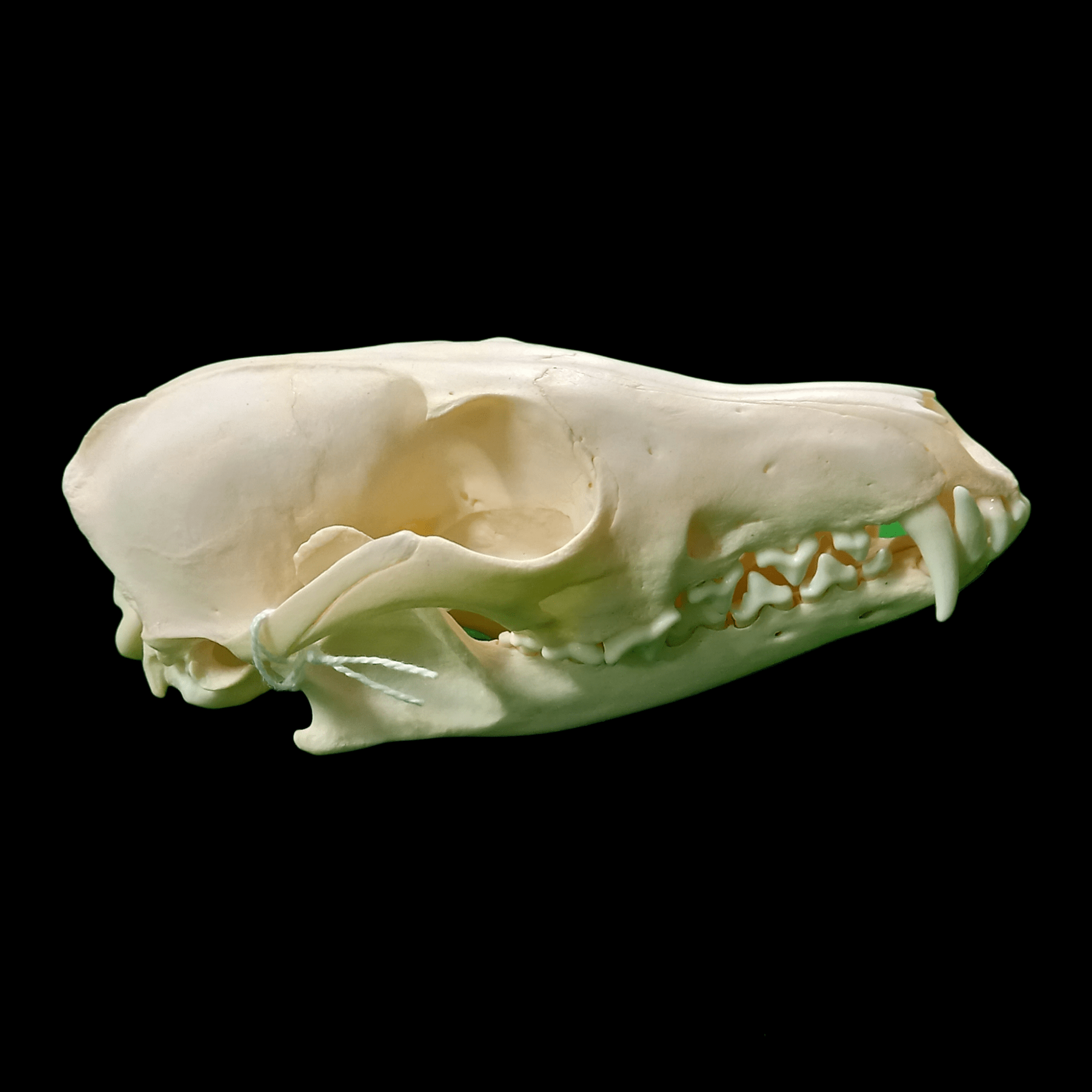 Red fox skull - Lost archives store - product_name_for_sale - product_name_for_sale_australia - category_name