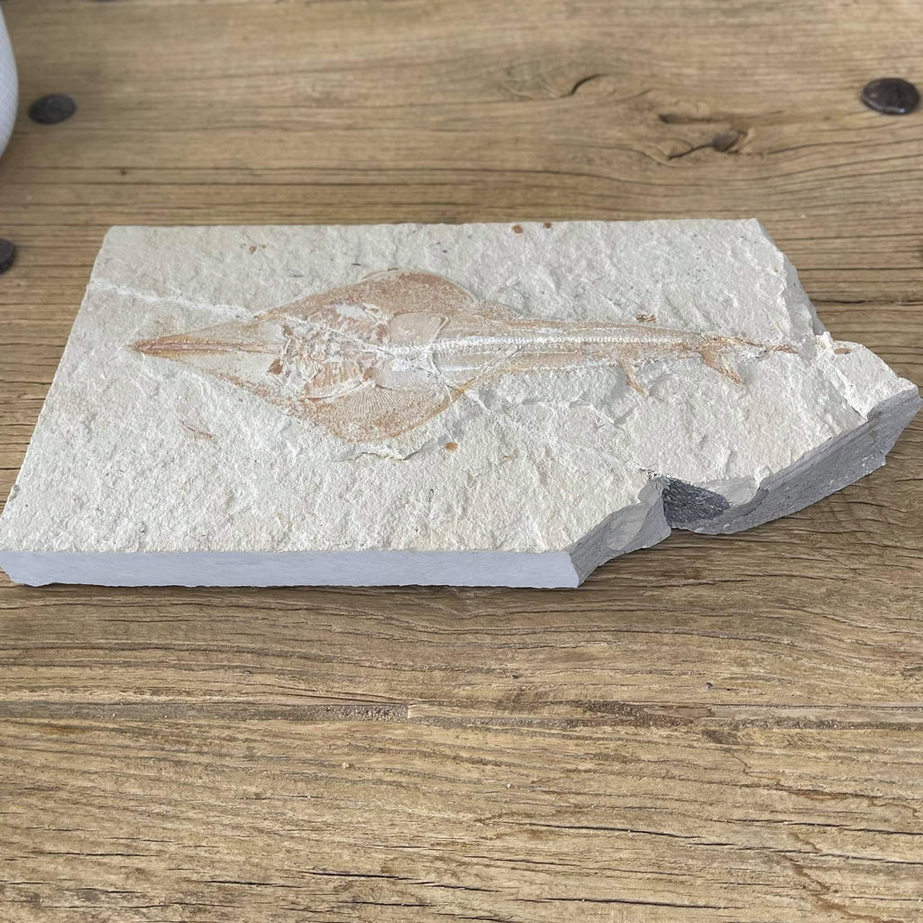 Rhinobatos fossil - Lost archives store - product_name_for_sale - product_name_for_sale_australia - category_name