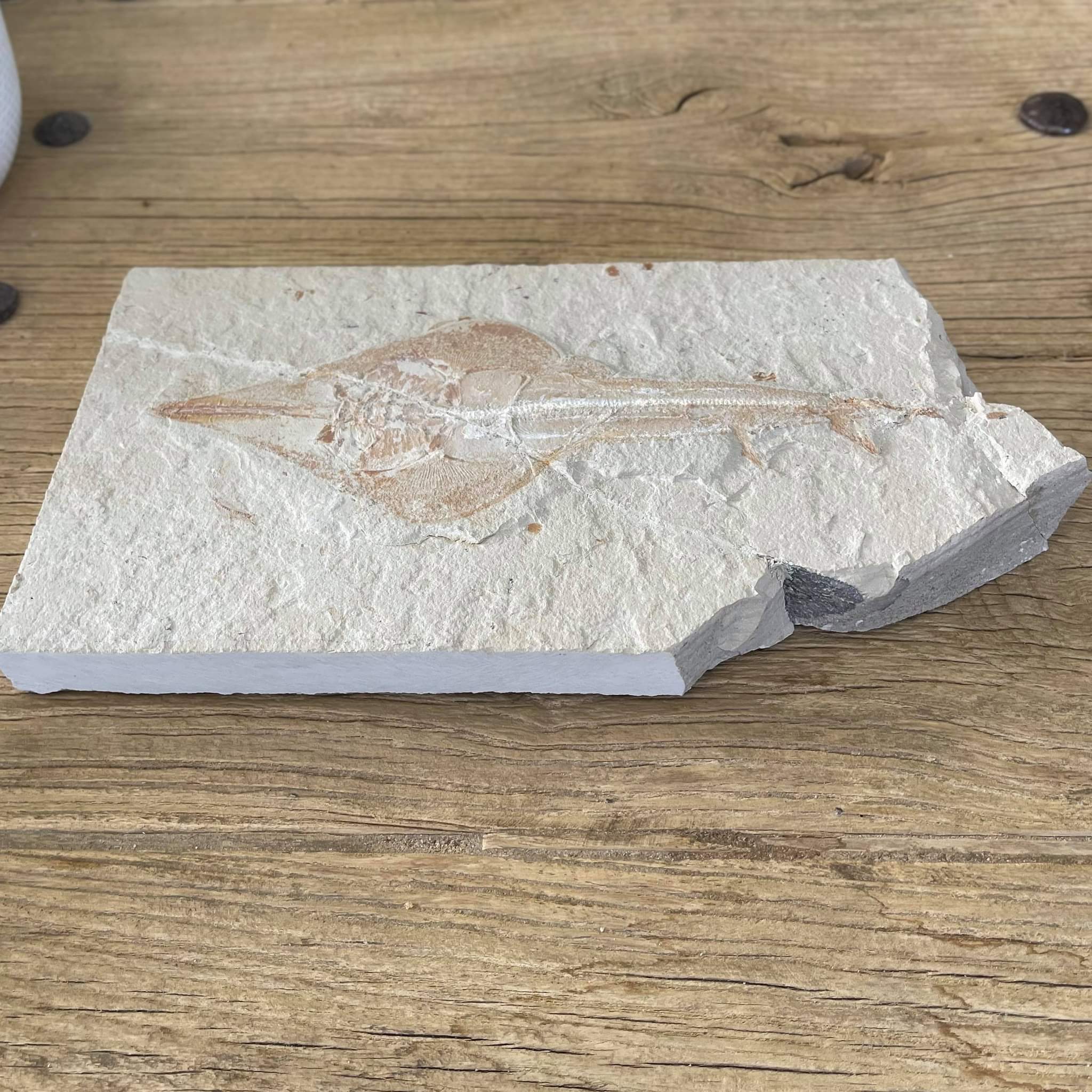 Rhinobatos fossil - Lost archives store - product_name_for_sale - product_name_for_sale_australia - category_name