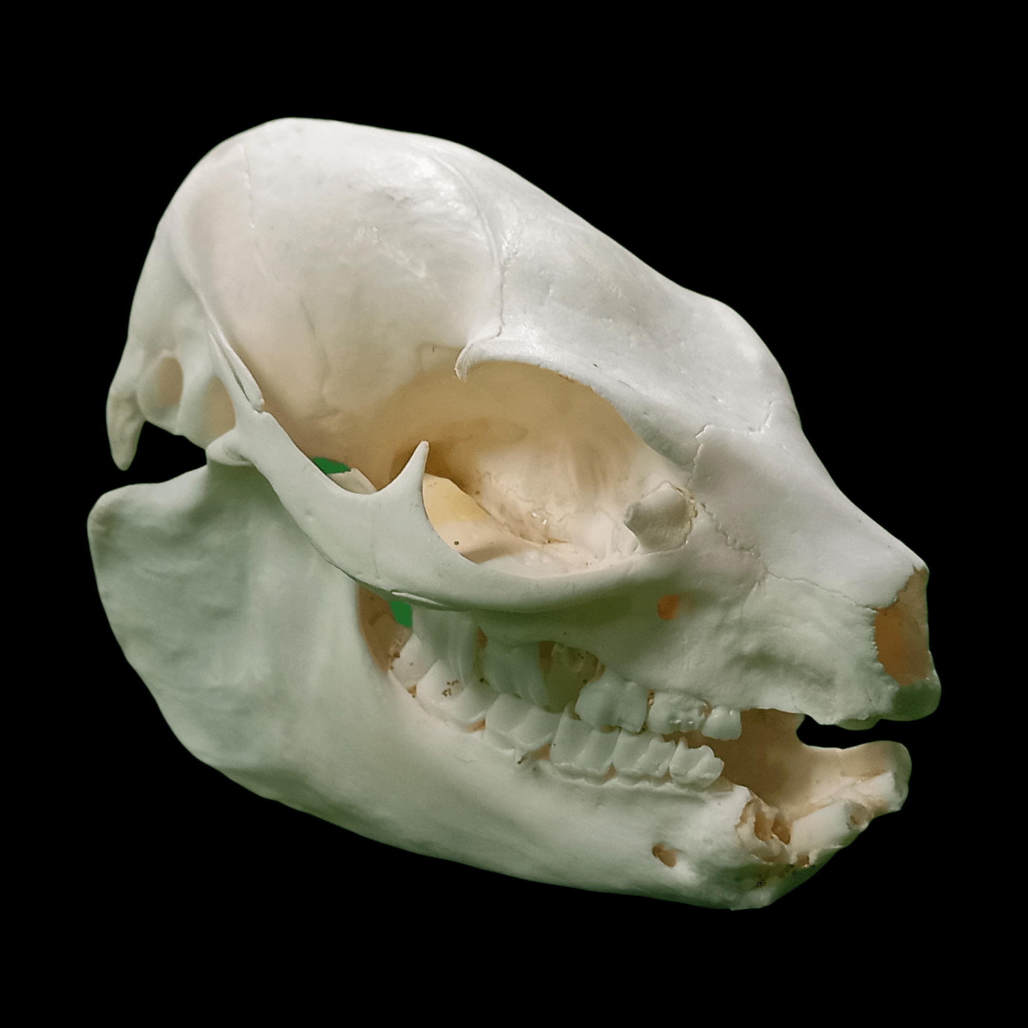 Rock Hyrax skull - Lost archives store - product_name_for_sale - product_name_for_sale_australia - category_name