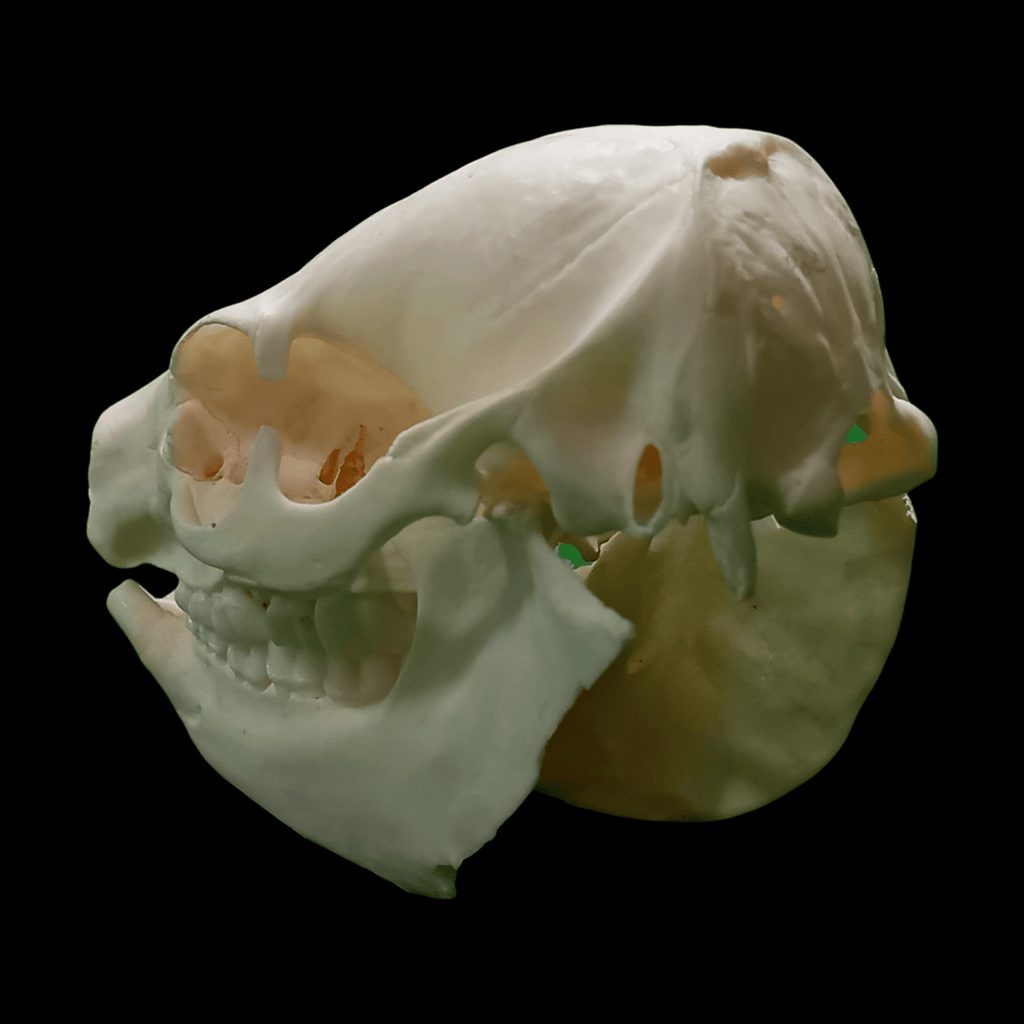 Rock Hyrax skull - Lost archives store - product_name_for_sale - product_name_for_sale_australia - category_name
