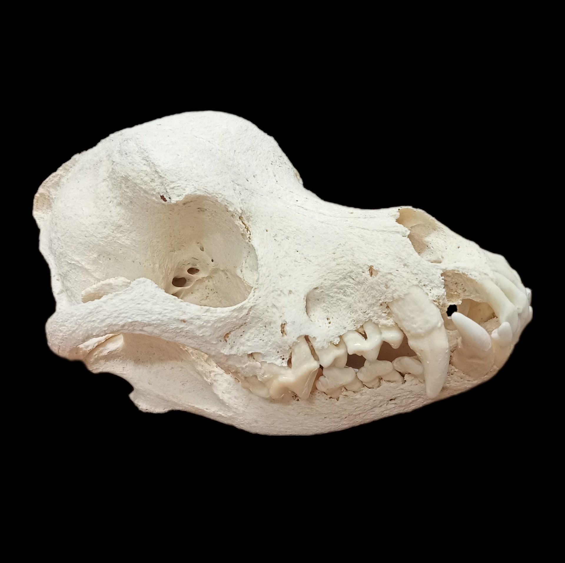 Rottweiler skull - Lost archives store - product_name_for_sale - product_name_for_sale_australia - category_name