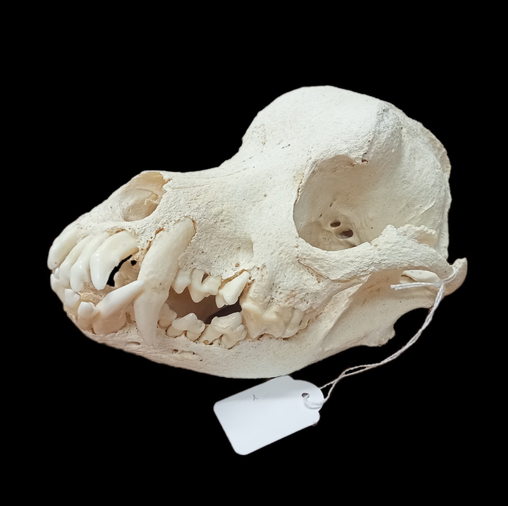 Rottweiler skull - Lost archives store - product_name_for_sale - product_name_for_sale_australia - category_name