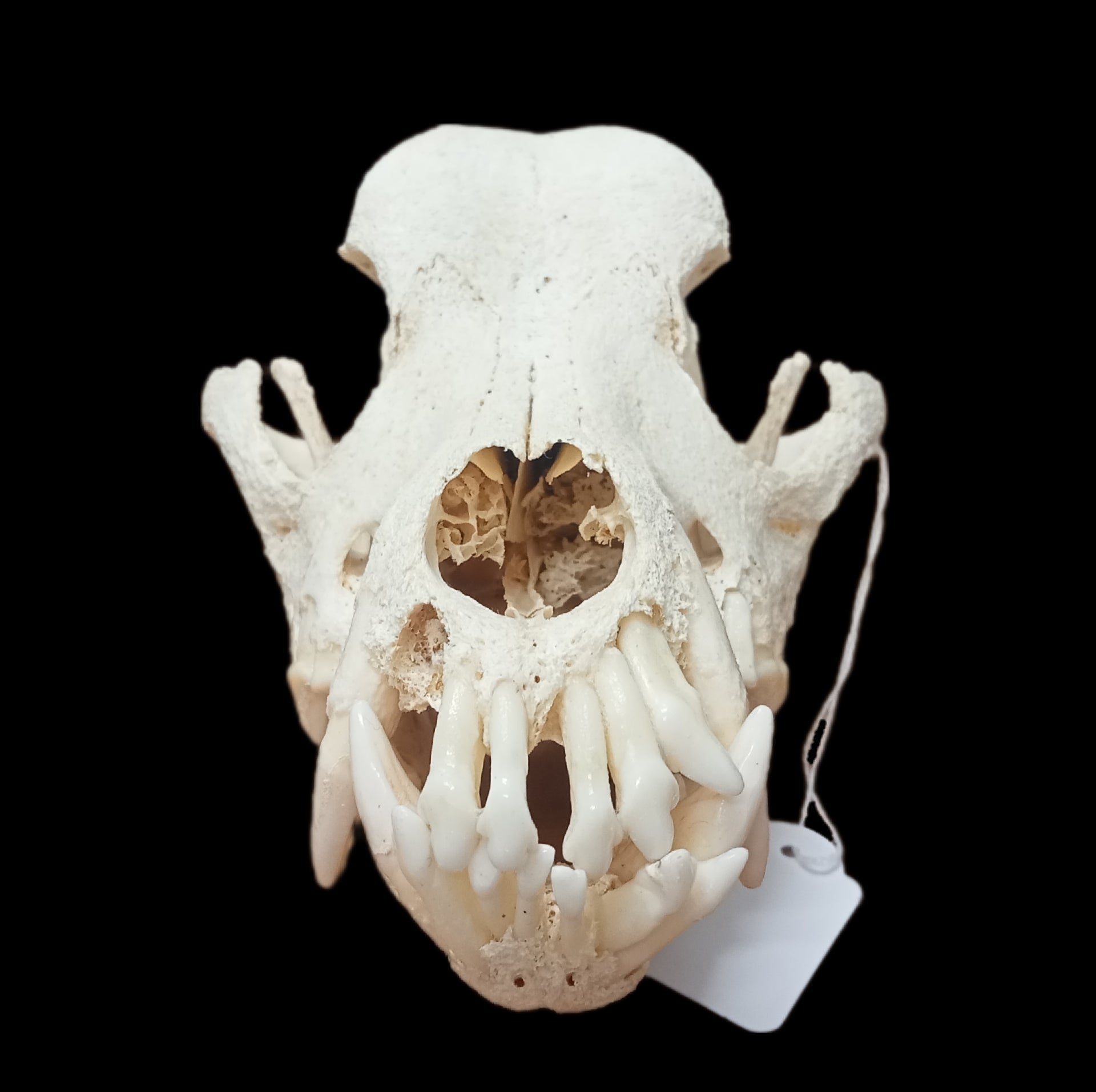 Rottweiler skull - Lost archives store - product_name_for_sale - product_name_for_sale_australia - category_name