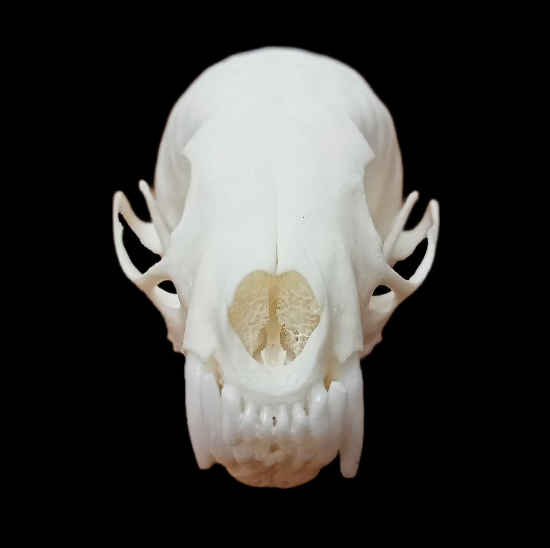 Sable skull - Lost archives store - product_name_for_sale - product_name_for_sale_australia - category_name