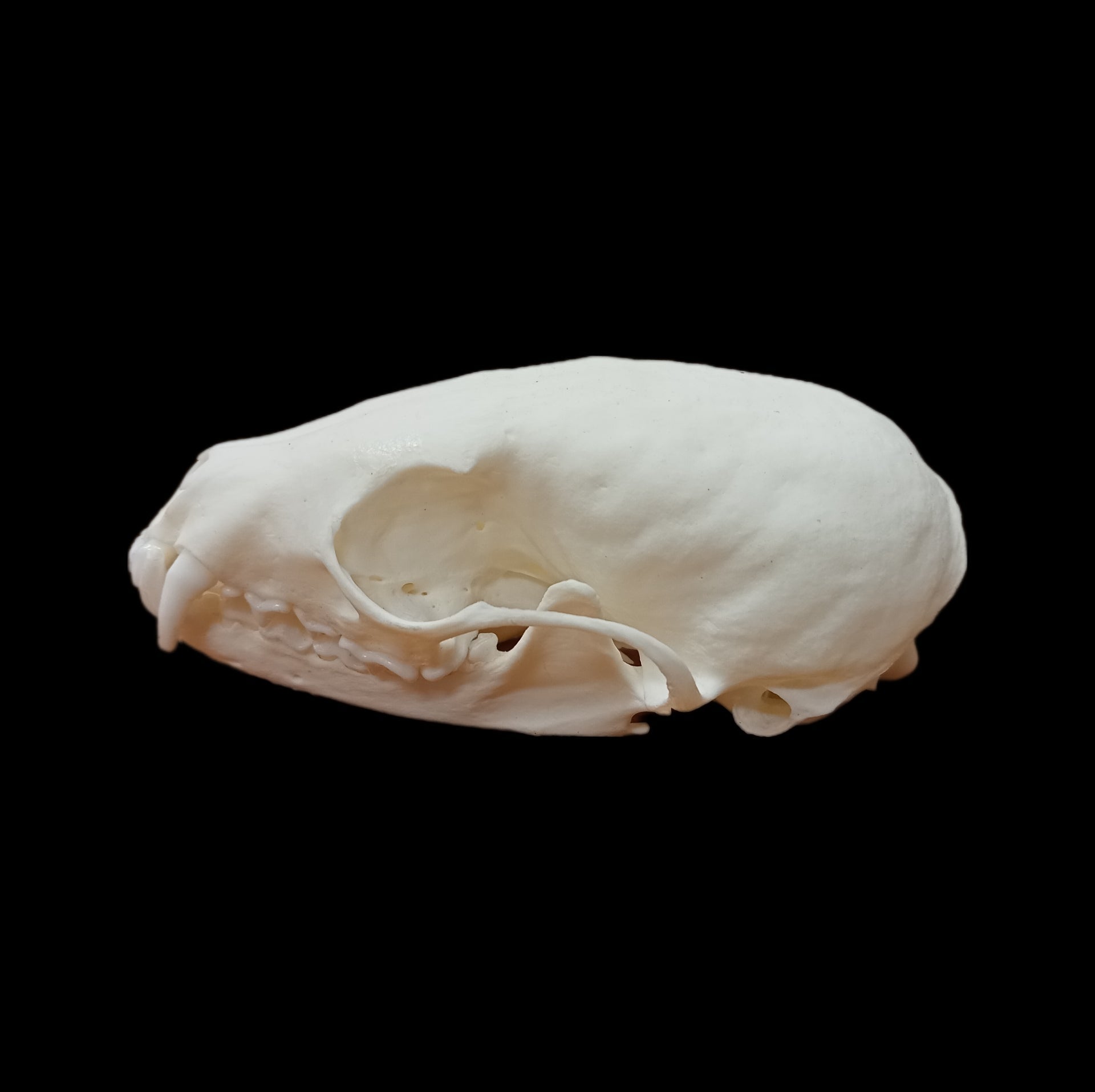 Sable skull - Lost archives store - product_name_for_sale - product_name_for_sale_australia - category_name