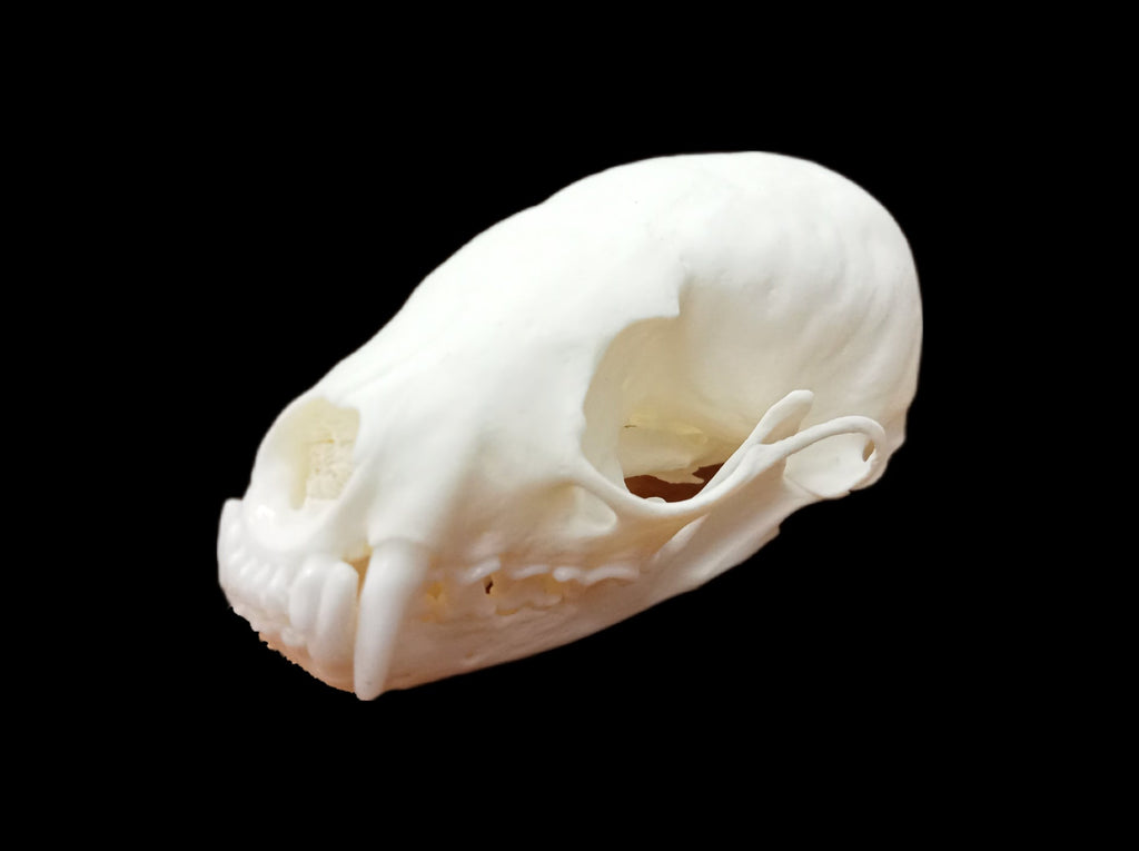 Sable skull - Lost archives store - product_name_for_sale - product_name_for_sale_australia - category_name