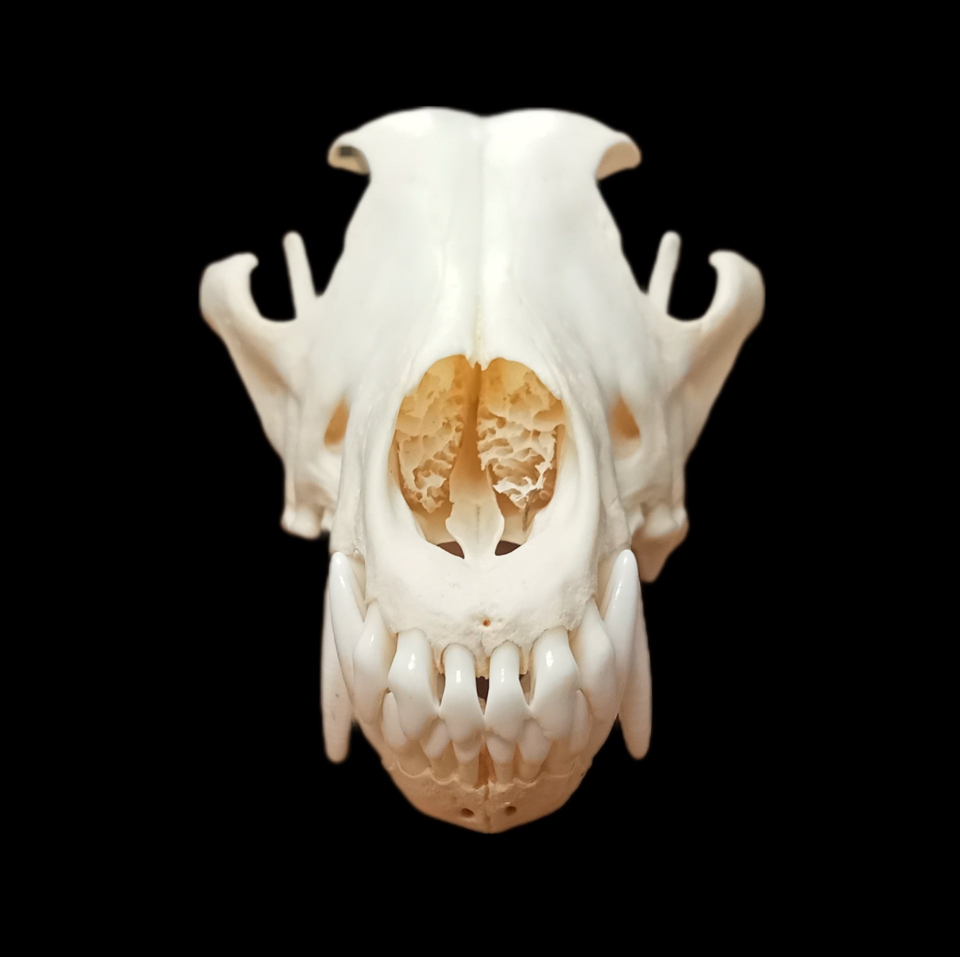 Samoyed Dog skull - Lost archives store - product_name_for_sale - product_name_for_sale_australia - category_name