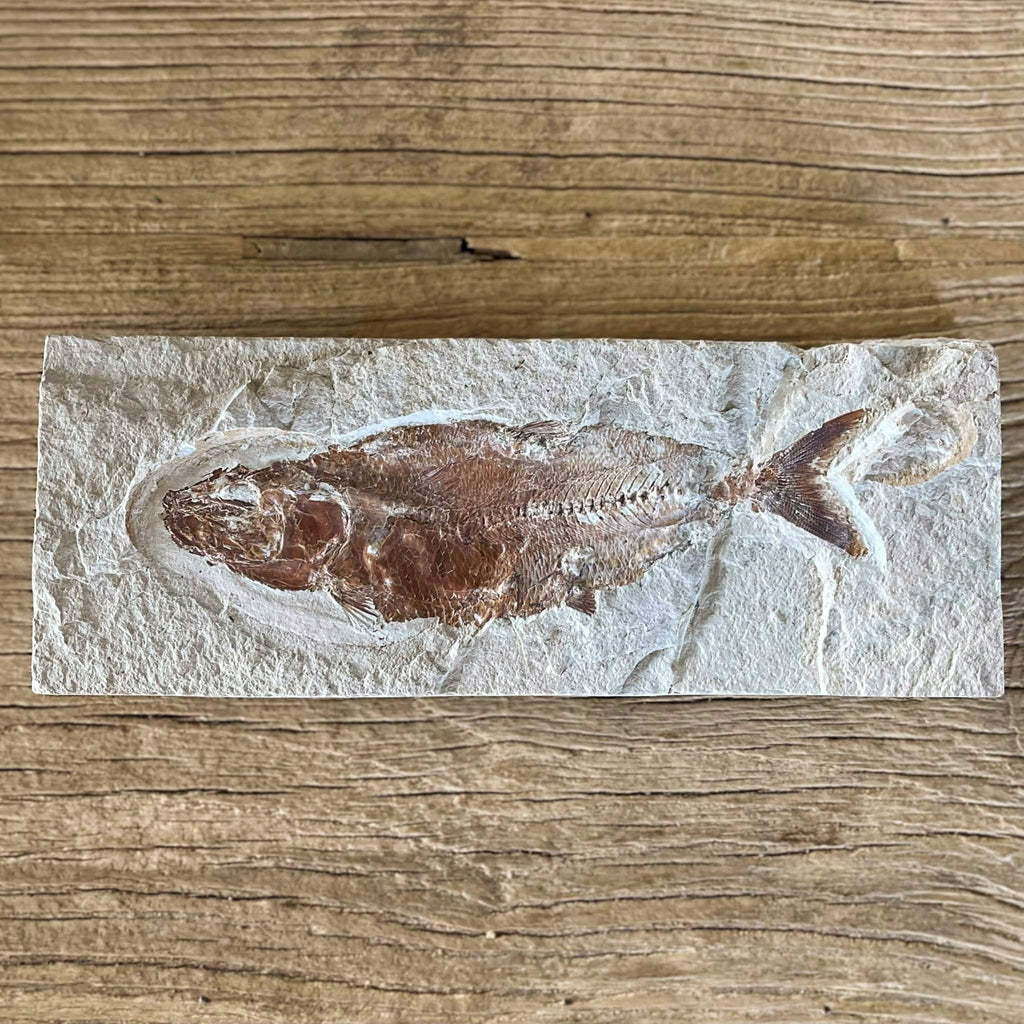 Scombroclupea fossil - Lost archives store - product_name_for_sale - product_name_for_sale_australia - category_name