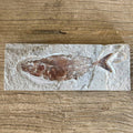 Scombroclupea fossil - Lost archives store - product_name_for_sale - product_name_for_sale_australia - category_name