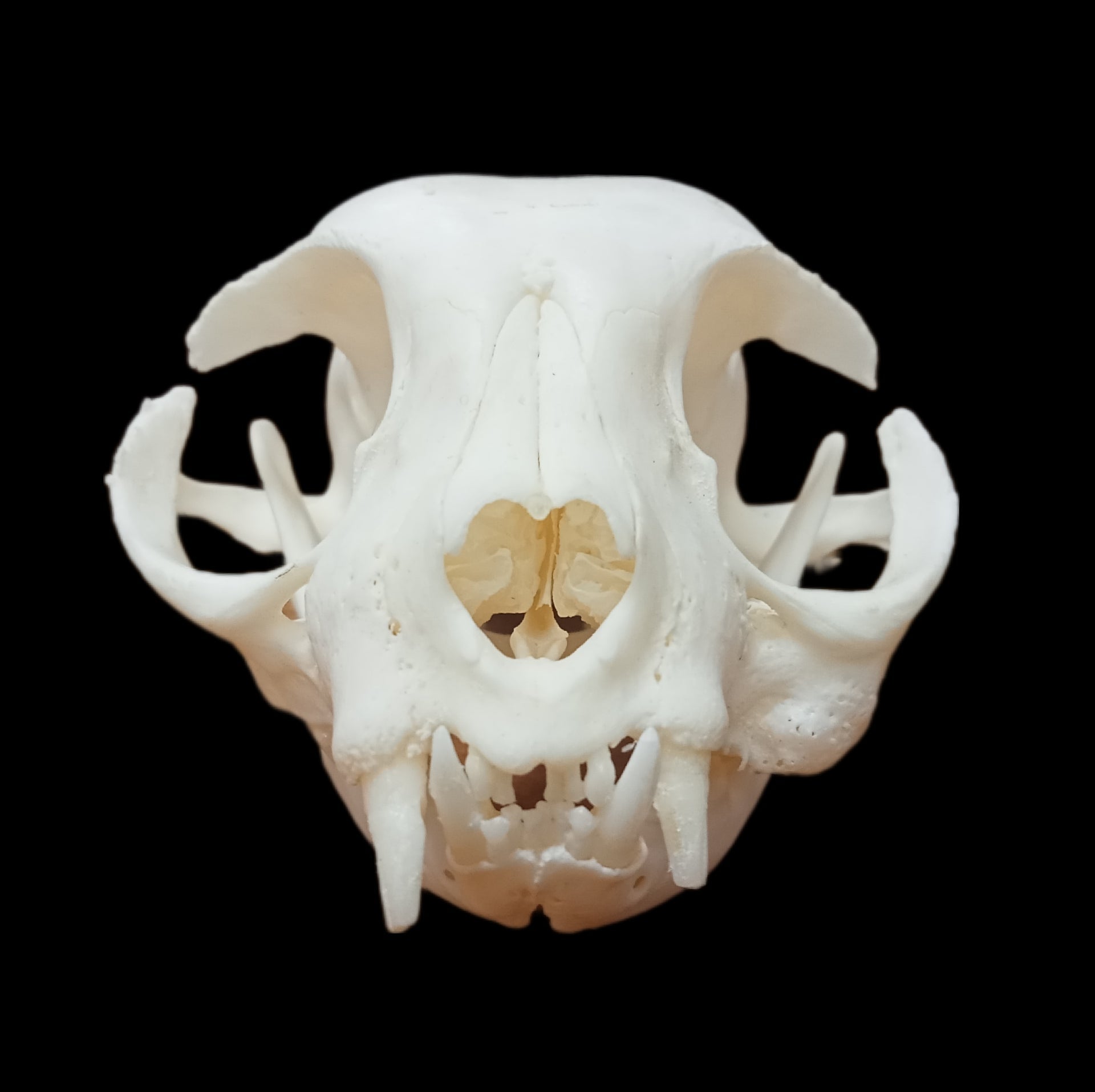 Scottish Fold cat skull pathological - Lost archives store - product_name_for_sale - product_name_for_sale_australia - category_name
