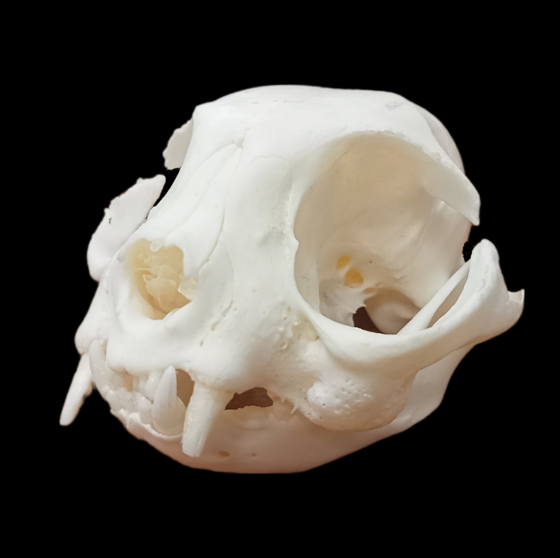 Scottish Fold cat skull pathological - Lost archives store - product_name_for_sale - product_name_for_sale_australia - category_name