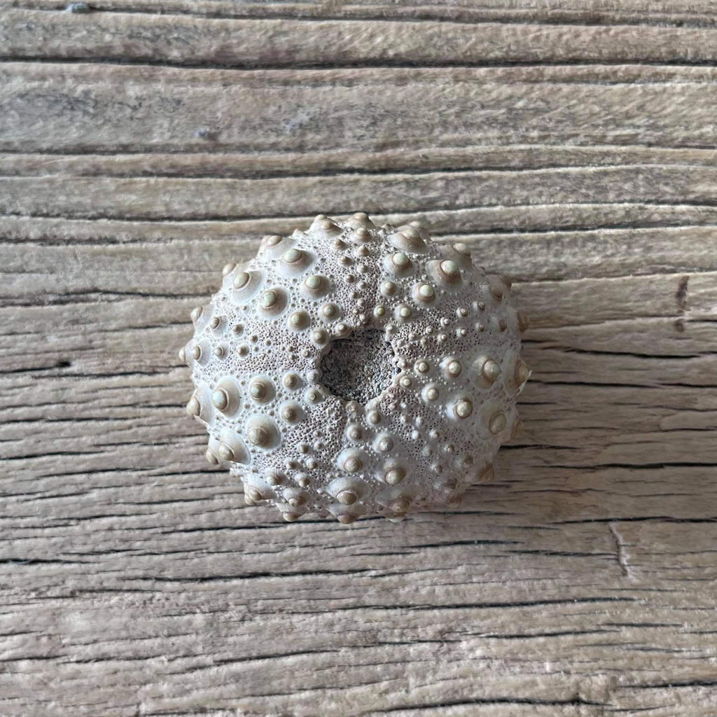 Sea urchin fossil - Lost archives store - product_name_for_sale - product_name_for_sale_australia - category_name
