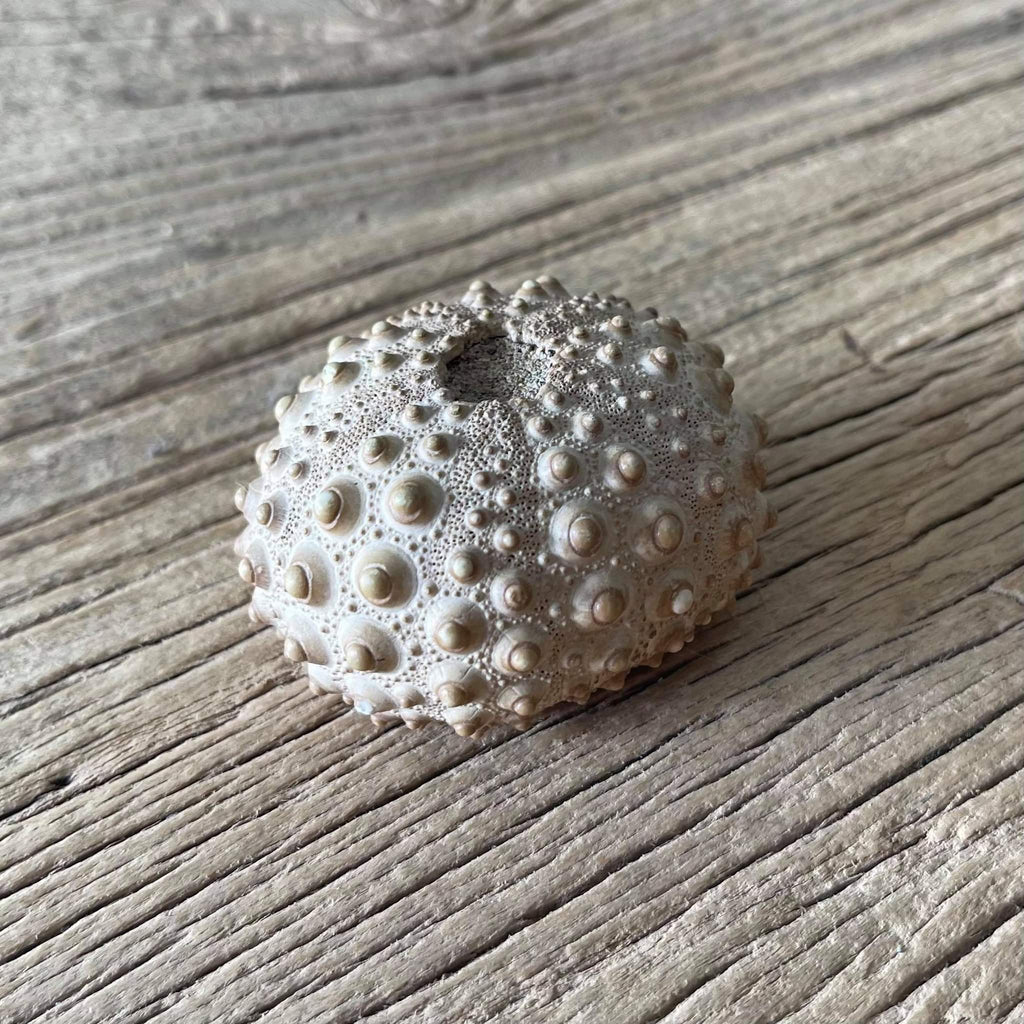 Sea urchin fossil - Lost archives store - product_name_for_sale - product_name_for_sale_australia - category_name