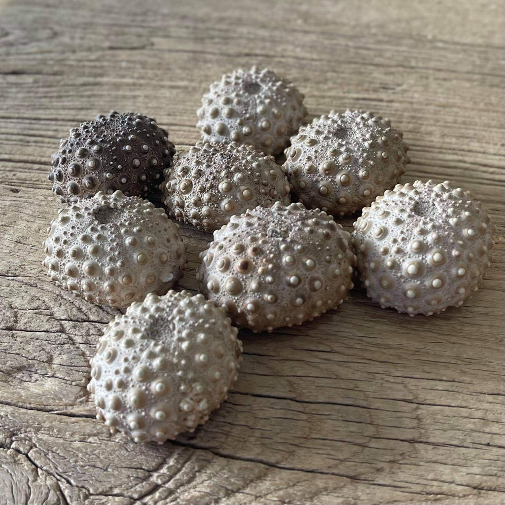 Sea urchin fossil - Lost archives store - product_name_for_sale - product_name_for_sale_australia - category_name
