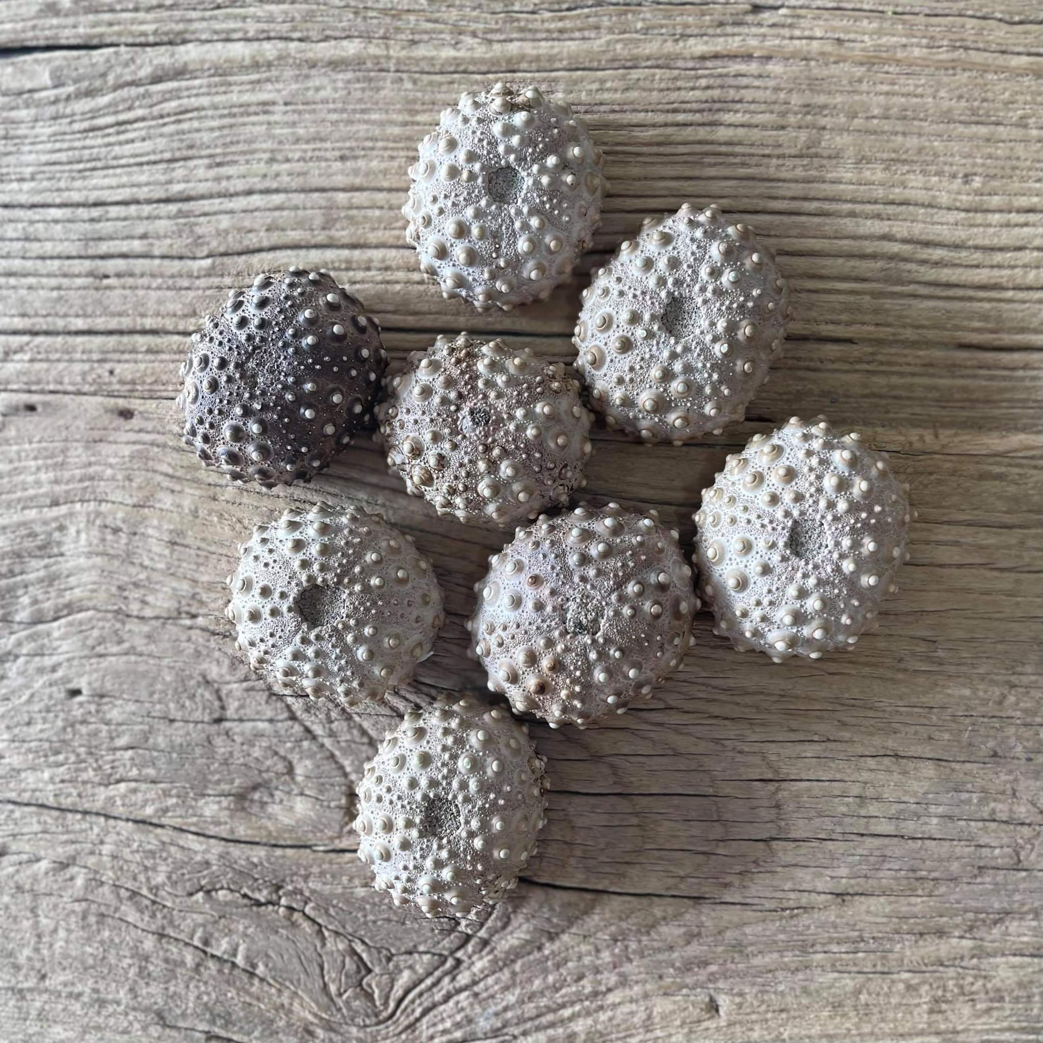 Sea urchin fossil - Lost archives store - product_name_for_sale - product_name_for_sale_australia - category_name