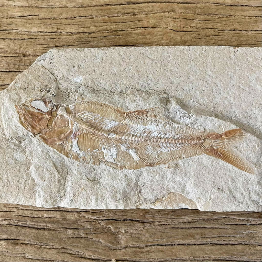 Sedenhorstia dayi fossil - Lost archives store - product_name_for_sale - product_name_for_sale_australia - category_name